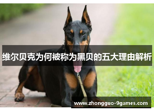 维尔贝克为何被称为黑贝的五大理由解析